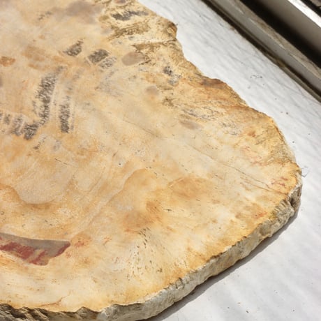 " OAK ” Petrified Wood Plate - S