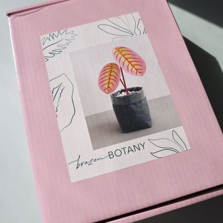 "Brazen Botany" SMALL PINK PRAYER PLANT