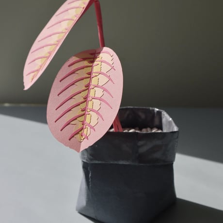 "Brazen Botany" SMALL PINK PRAYER PLANT
