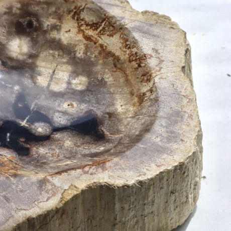 " OAK ” Petrified Wood Accessory Tray - S #446