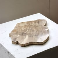 " OAK ” Petrified Wood Plate - M #105