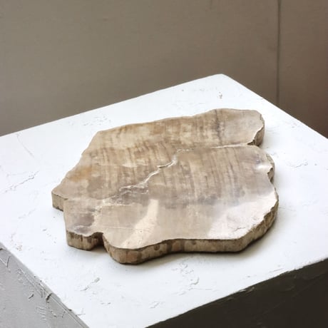 " OAK ” Petrified Wood Plate - M #105