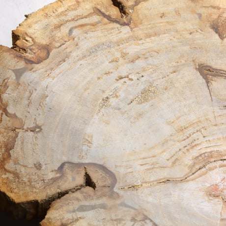 " OAK ” Petrified Wood Plate - M #103