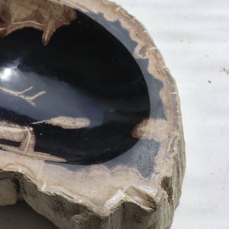 " OAK ” Petrified Wood Accessory Tray - S #437