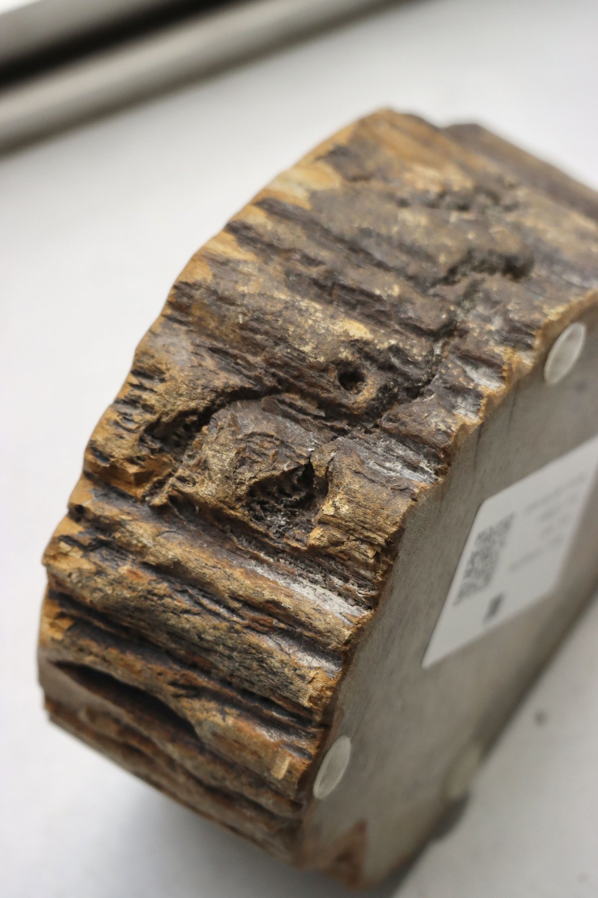 OAK ” Petrified Wood Accessory Tray - S #428