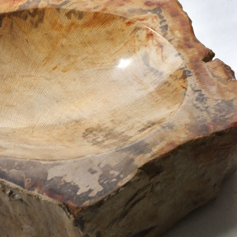 OAK ” Petrified Wood Accessory Tray - S #417