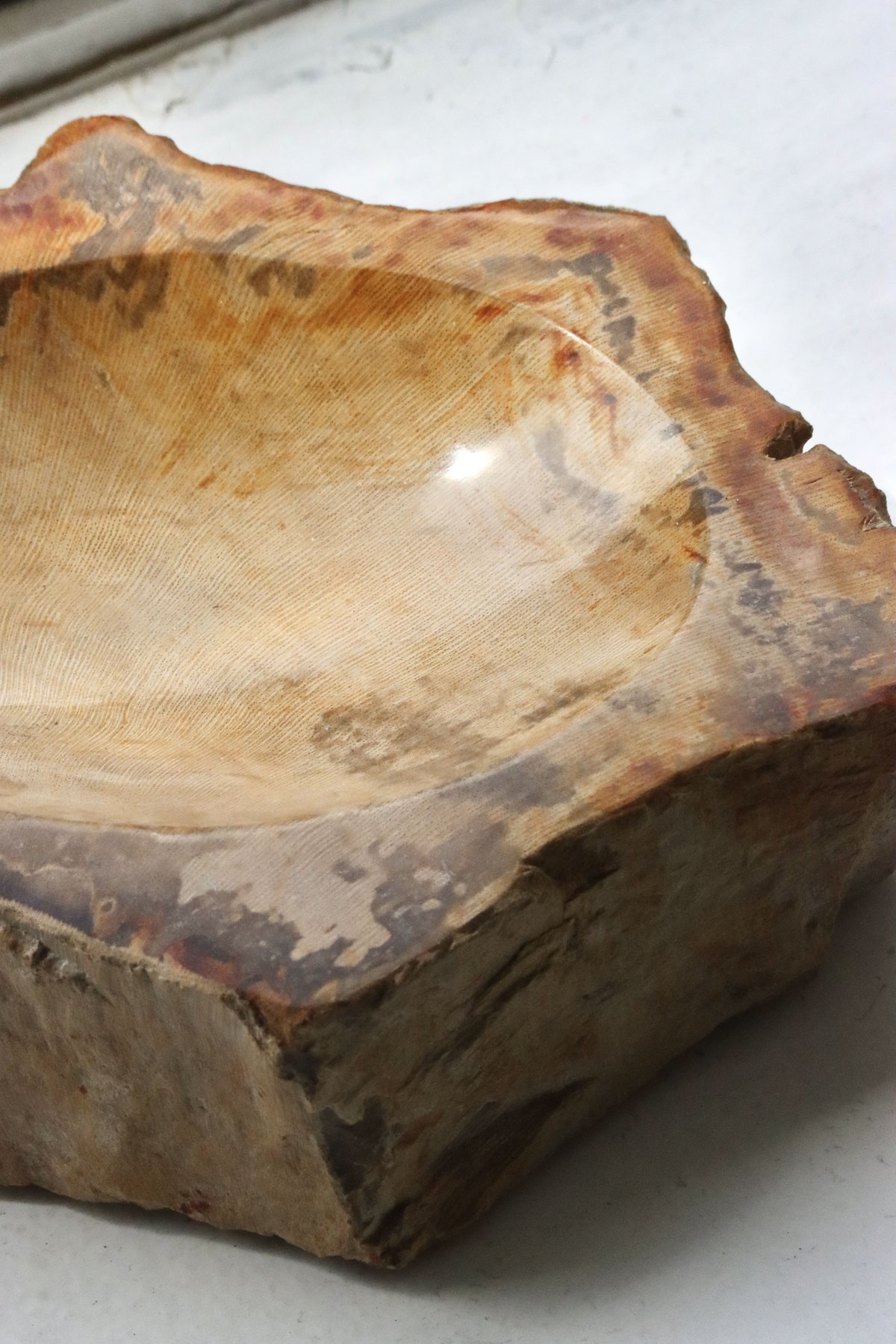 OAK ” Petrified Wood Accessory Tray - S #417