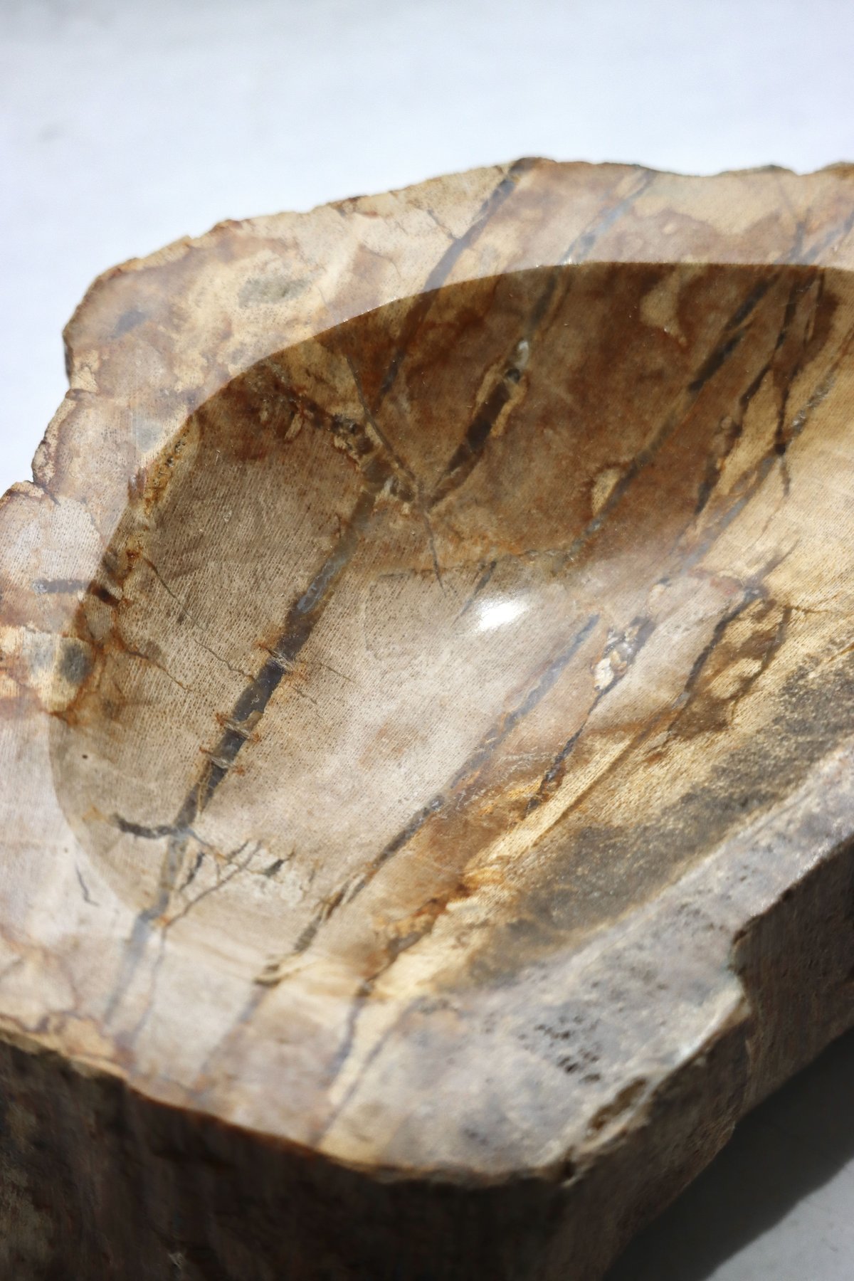 OAK ” Petrified Wood Accessory Tray - S #427