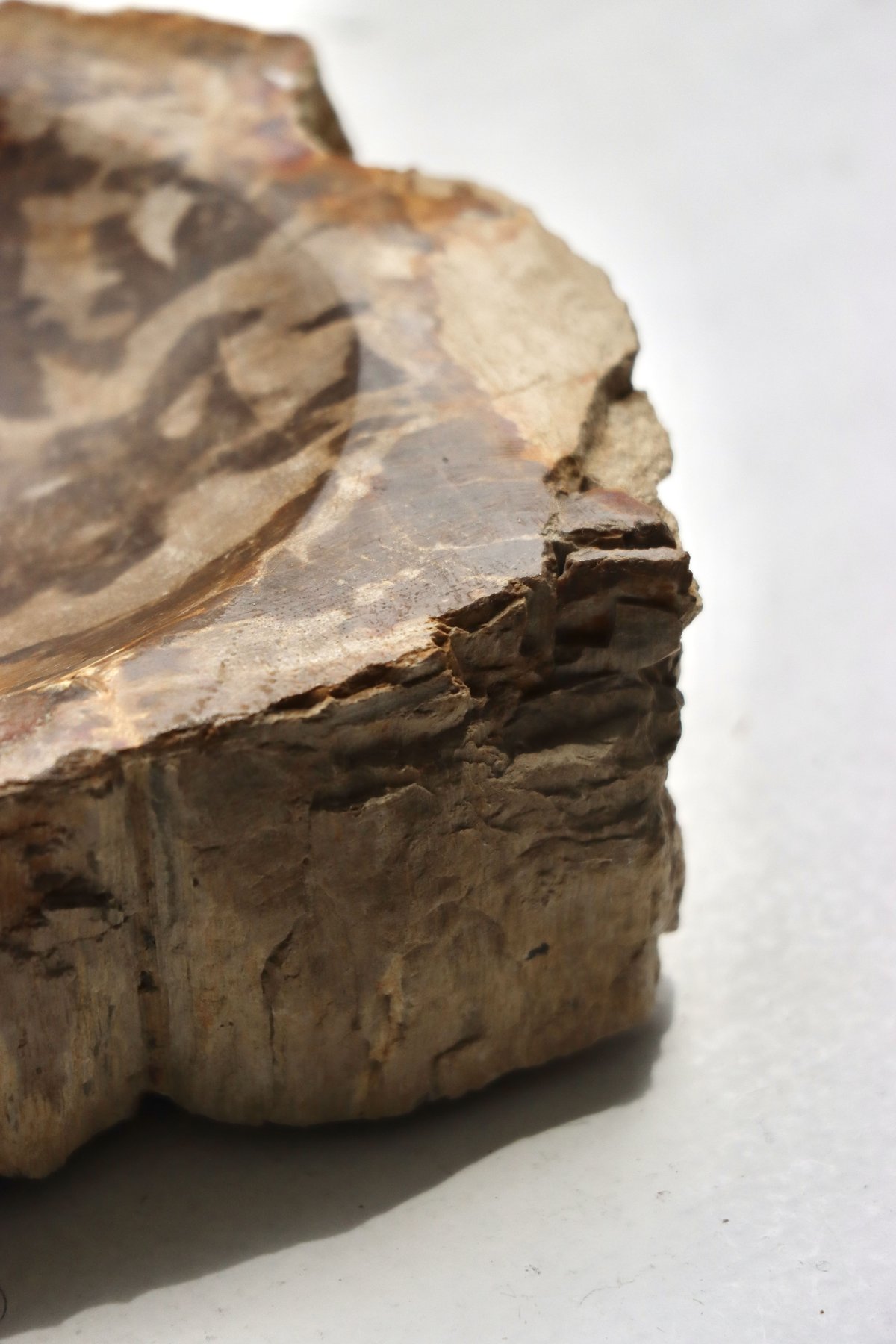 OAK ” Petrified Wood Accessory Tray - S #436