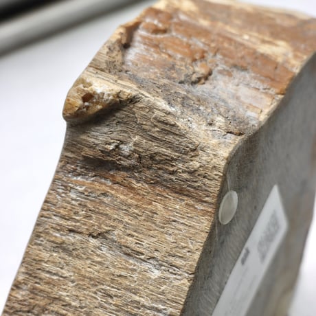 " OAK ” Petrified Wood Accessory Tray - S #426