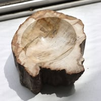 " OAK ” Petrified Wood Accessory Tray - S #421