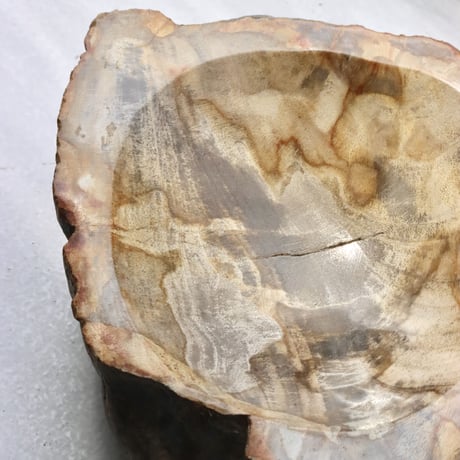 " OAK ” Petrified Wood Accessory Tray - S #429