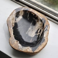 " OAK ” Petrified Wood Accessory Tray - M #401