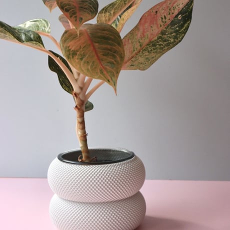 "Sheyn." Dorn 253g 1c Planter - College White -