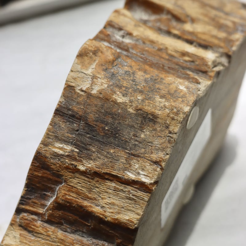 OAK ” Petrified Wood Accessory Tray - S #427