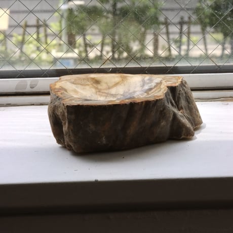 " OAK ” Petrified Wood Accessory Tray - S #429
