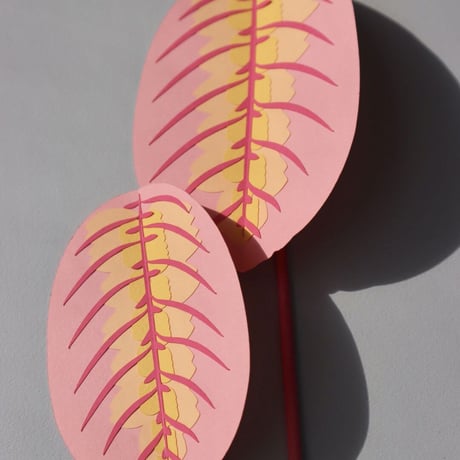 "Brazen Botany" SMALL PINK PRAYER PLANT