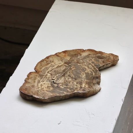 " OAK ” Petrified Wood Plate - S
