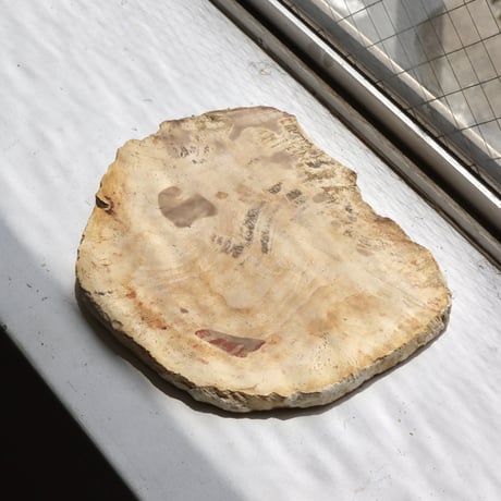 " OAK ” Petrified Wood Plate - S