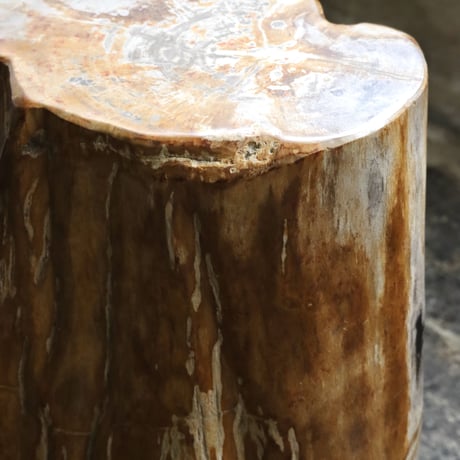 " OAK ” Petrified Wood Stool #004