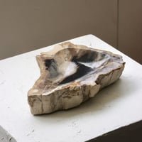 " OAK ” Petrified Wood Accessory Tray - M #415