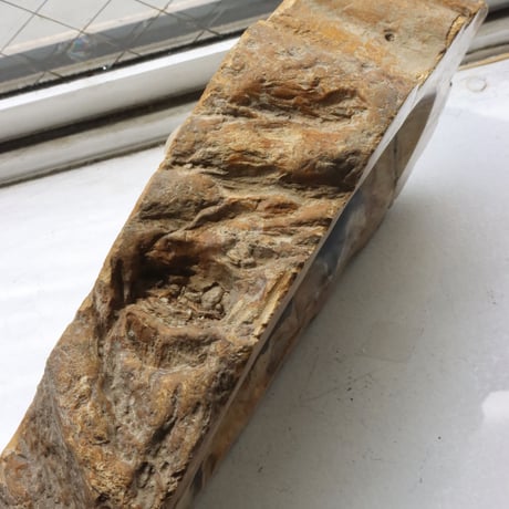 " OAK ” Petrified Wood Accessory Tray - M #403