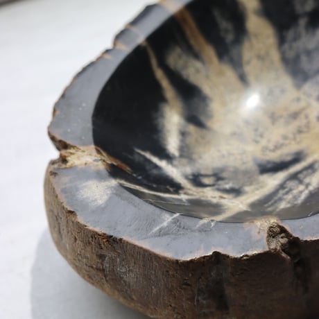 " OAK ” Petrified Wood Accessory Tray - S #430
