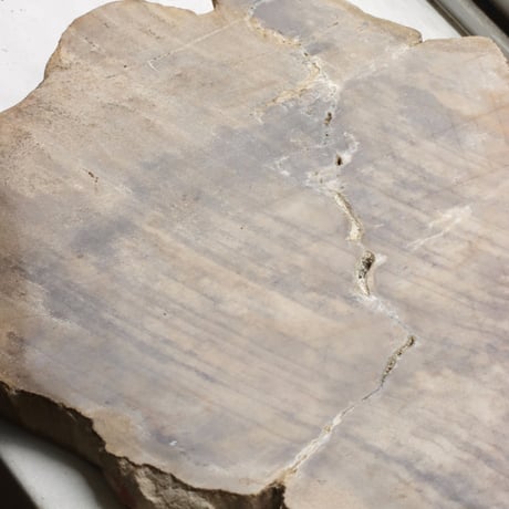 " OAK ” Petrified Wood Plate - M #105