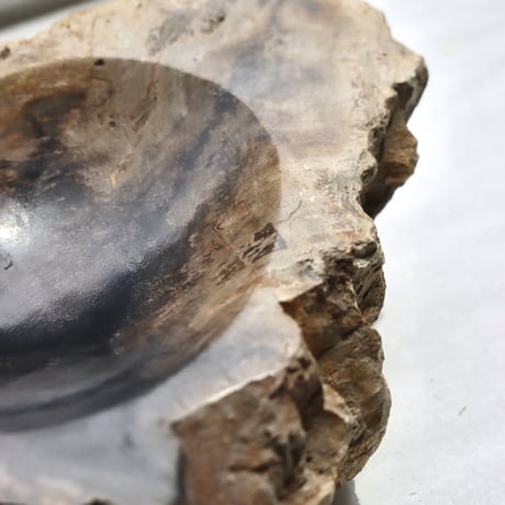 " OAK ” Petrified Wood Accessory Tray - S #408