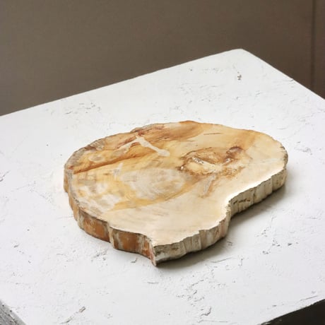" OAK ” Petrified Wood Plate - S