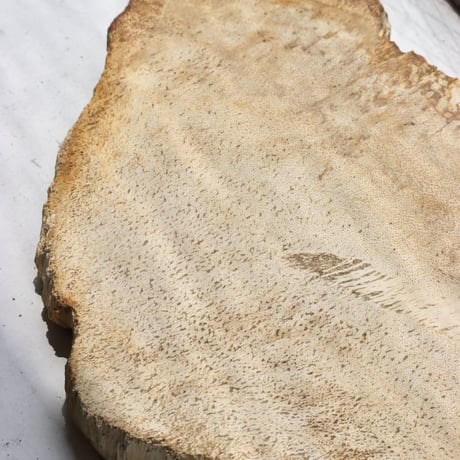 " OAK ” Petrified Wood Plate - S
