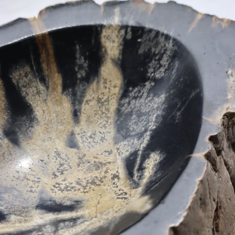 " OAK ” Petrified Wood Accessory Tray - S #430