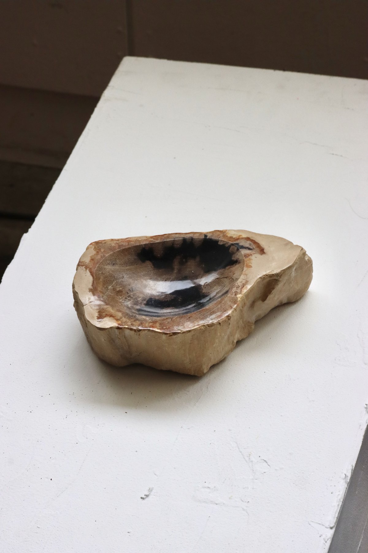 カナダ 魚の化石のインテリア OAK ” Petrified Wood Accessory Tray - S #442