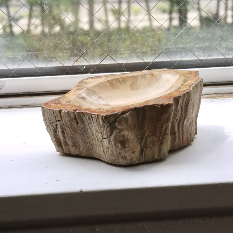 OAK ” Petrified Wood Accessory Tray - S #417