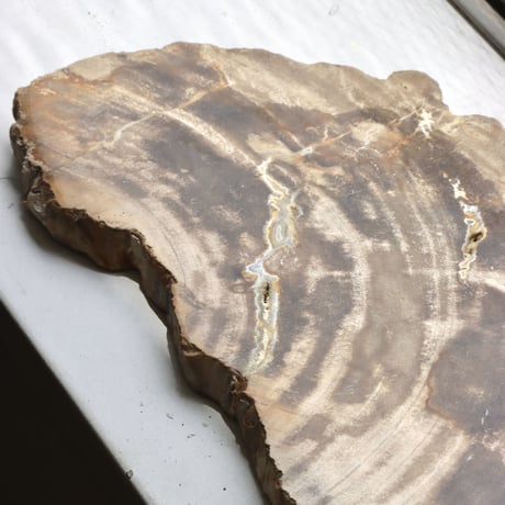 " OAK ” Petrified Wood Plate - M #104