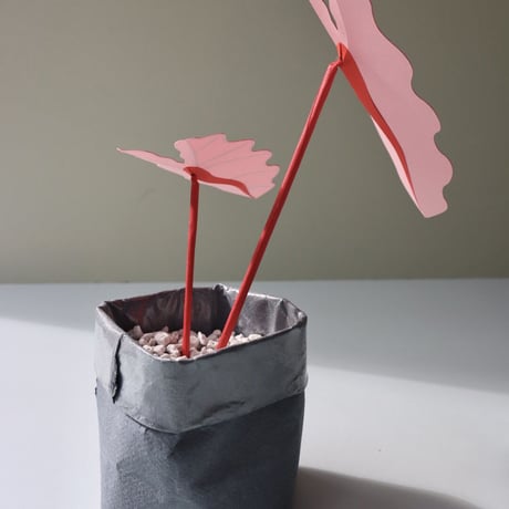 "Brazen Botany" SMALL PINK ELEPHANT EAR PLANT