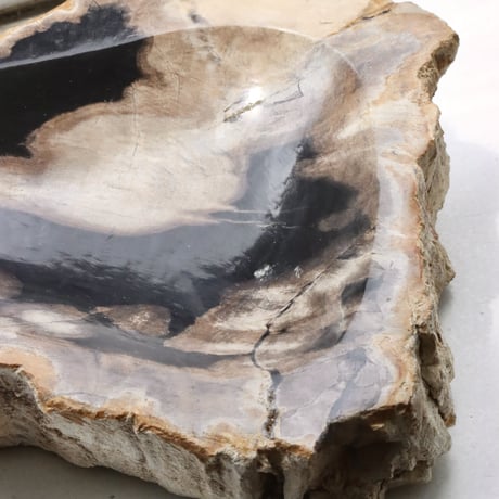 " OAK ” Petrified Wood Accessory Tray - M #415