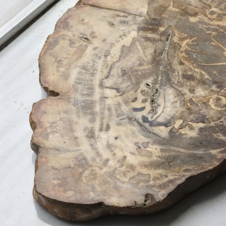 " OAK ” Petrified Wood Plate - S