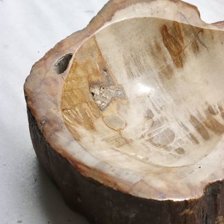 " OAK ” Petrified Wood Accessory Tray - S  #419