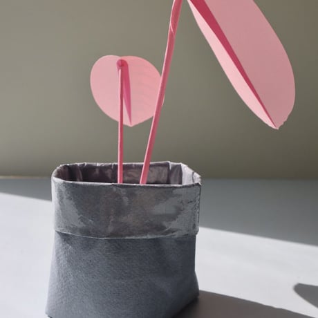 "Brazen Botany" SMALL PINK PRAYER PLANT