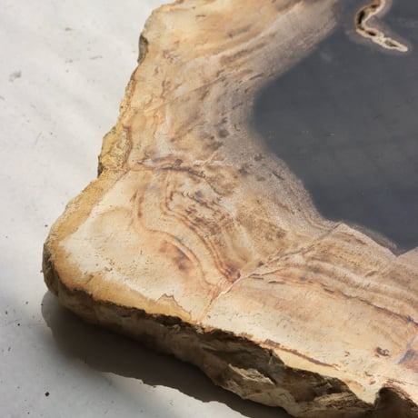 " OAK ” Petrified Wood Plate - S