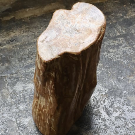 " OAK ” Petrified Wood Stool #004
