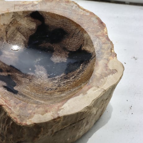" OAK ” Petrified Wood Accessory Tray - S #442