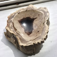 " OAK ” Petrified Wood Accessory Tray -  S #434
