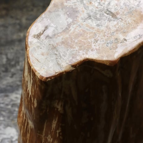 " OAK ” Petrified Wood Stool #004