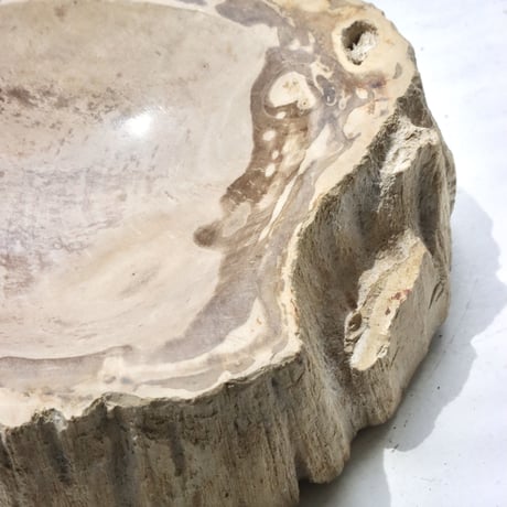 " OAK ” Petrified Wood Accessory Tray - S #431