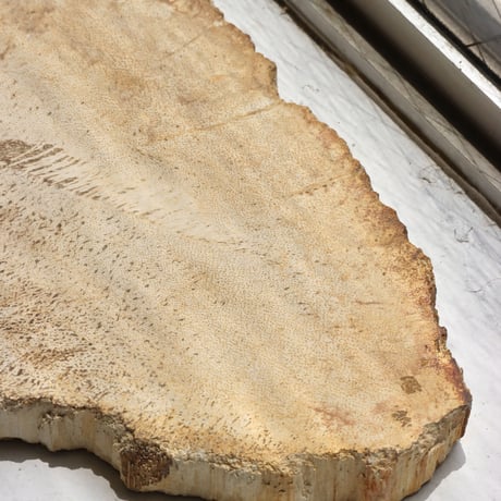 " OAK ” Petrified Wood Plate - S