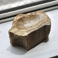 " OAK ” Petrified Wood Accessory Tray - #426