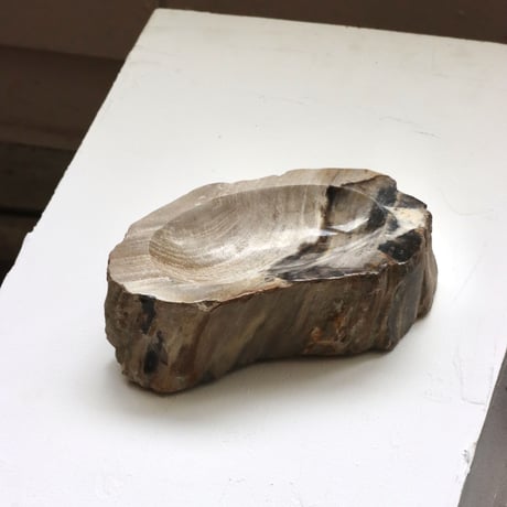 " OAK ” Petrified Wood Accessory Tray - M #445