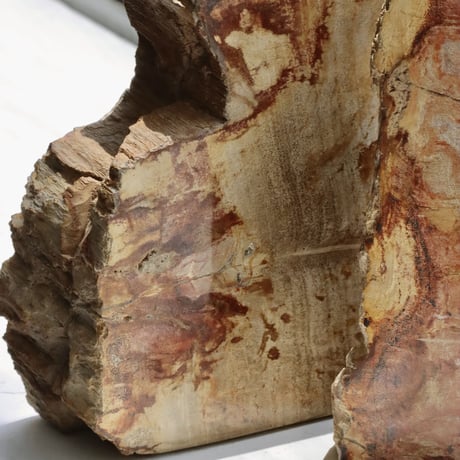 " OAK ” Petrified Wood Bookend - M #001